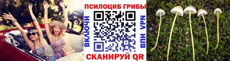 Псилоцибиновые грибы Psilocybine cubensis  Бирюсинск 